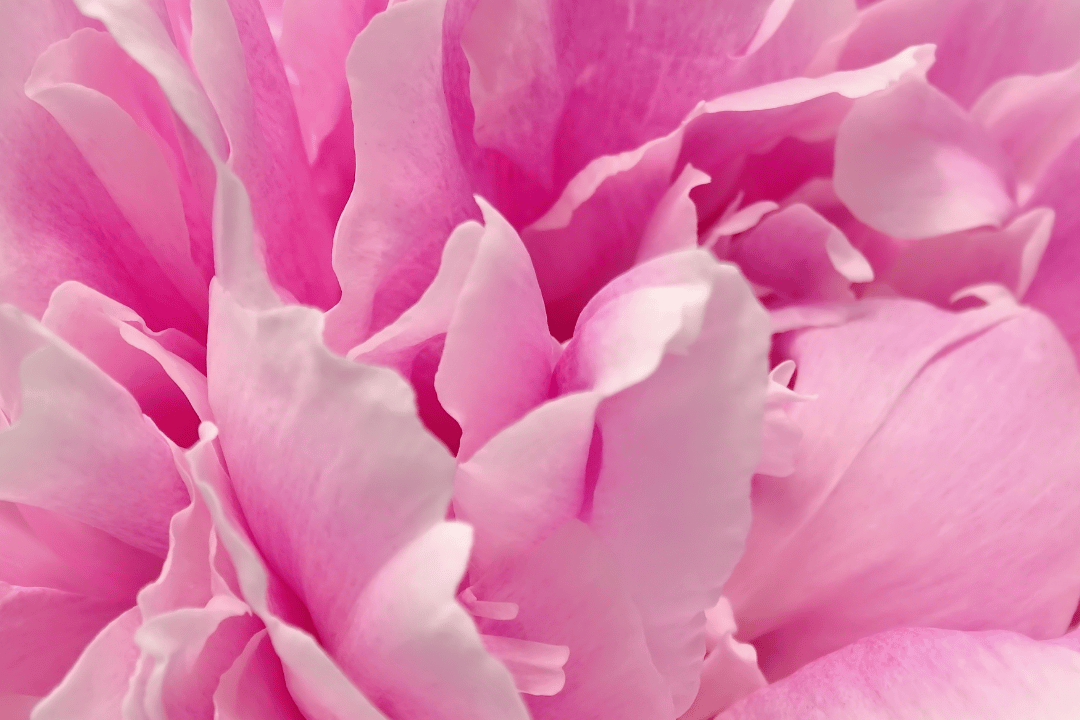 Bloomin&