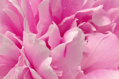 Bloomin&