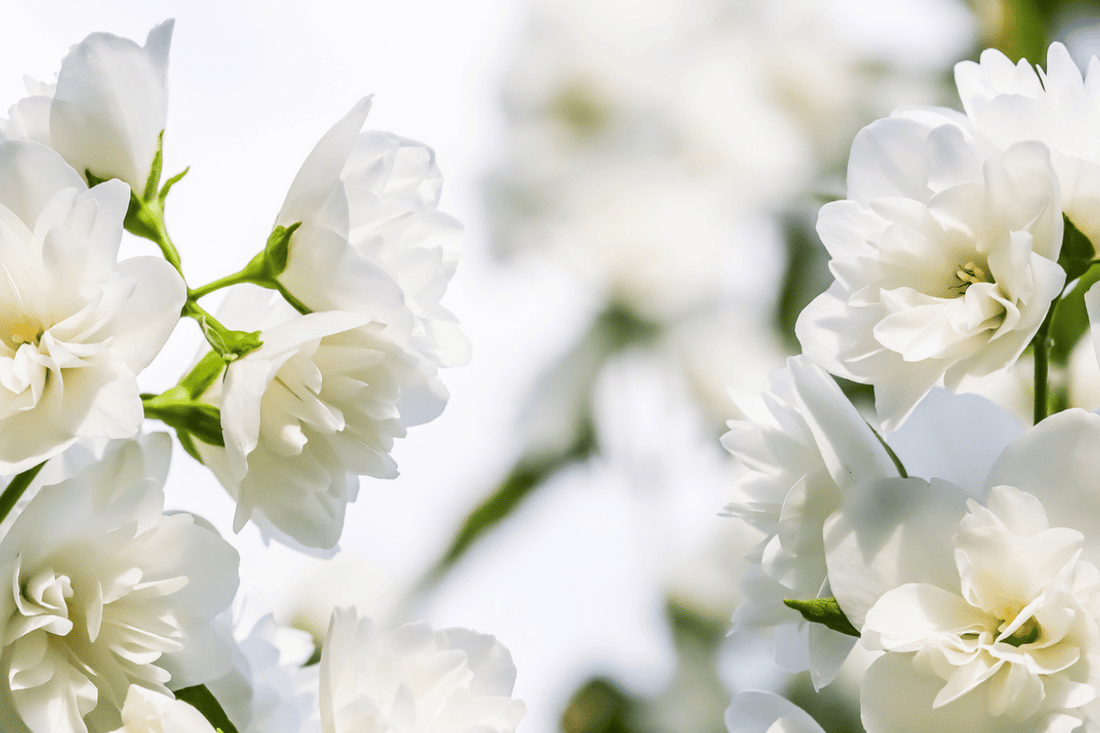 White Velvet