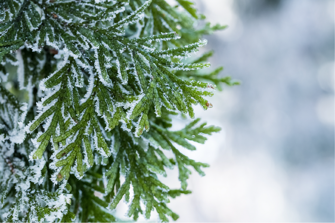 Winter Vibes Scented Candles and Reed Diffusers