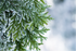 Winter Vibes Scented Candles and Reed Diffusers